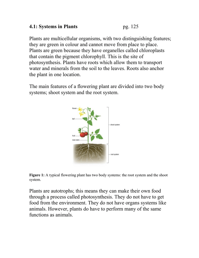 plant definition biology
